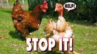 CHICKEN PECKING ORDER Problems That You Can Overcome 10 Sickness amp Pecking Signs To Watch Out For [upl. by Onaireves]