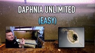 How I Raise Daphnia Water Fleas And You Can Too [upl. by Kip]