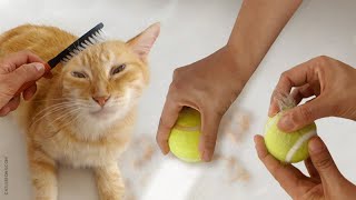 15 Ways to Remove Cat Hair Around the House [upl. by Aicilra]