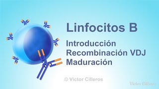 Linfocitos B Introducción Recombinación VDJ y Maduración [upl. by Nitsua]