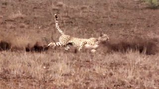 Cheetah Chases a Fast Steenbok [upl. by Anama997]