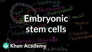 Embryonic stem cells  Cells  MCAT  Khan Academy [upl. by Emily]