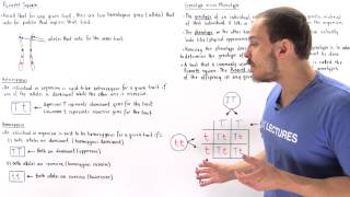 Genotypes Phenotypes and Punnett Square [upl. by Amandi91]