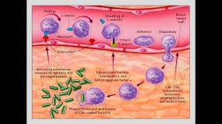 Moléculas de adhesión Migración leucocitos [upl. by Irod]