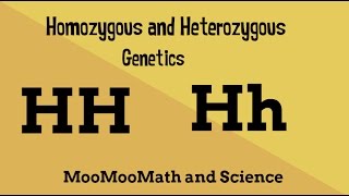 Homozygous vs Heterozygous Genotype [upl. by Ennaylime970]