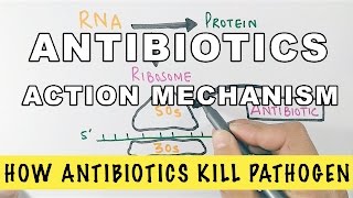 Action Mechanism of Antibiotics [upl. by Noside425]