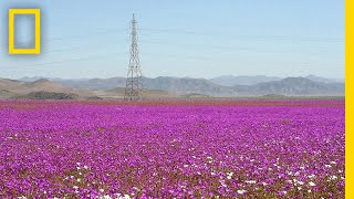 See One of Earth’s Driest Places Experience a Rare Flower Boom  National Geographic [upl. by Donella]