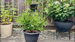 First Prune For California Lilac Victoria Ceanothus July 8 [upl. by Armahs]