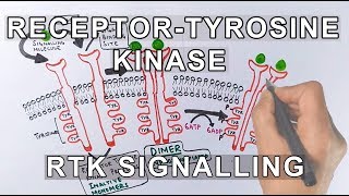 Receptor Tyrosine Kinase  RTK Signalling [upl. by Felice47]