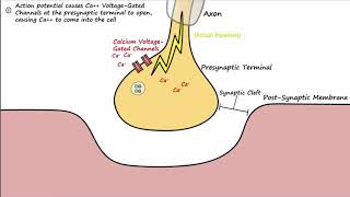 NMES for Recovery of Ankle Dorsiflexion [upl. by Yorle642]