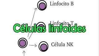 Células linfoides [upl. by Svend]