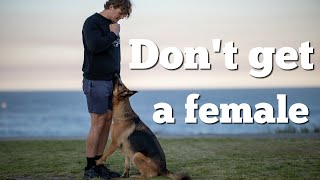 5 things to know before getting a female German Shepherd [upl. by Anela]