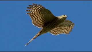 Sparrowhawk Bird Call Bird Song [upl. by Gabriel]