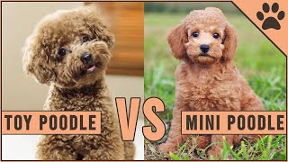 Toy Poodle vs Miniature Poodle [upl. by Trescott768]