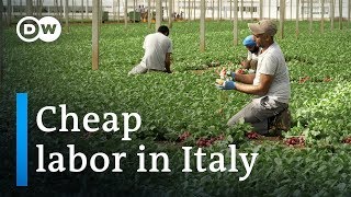 Clandestine employment of Indians in Italy  DW Documentary Migrant documentary [upl. by Mahda]