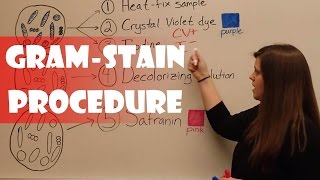 Gram Stain Procedure [upl. by Larrad]