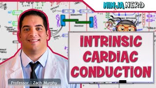 Cardiovascular  Electrophysiology  Intrinsic Cardiac Conduction System [upl. by Anwahsar]