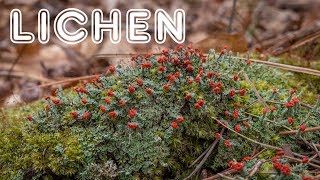 Introduction to Lichen Growth Forms Reproduction and Value [upl. by Ilbert401]