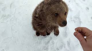 Russian family rescues bear cub from hunters [upl. by Acirretahs240]