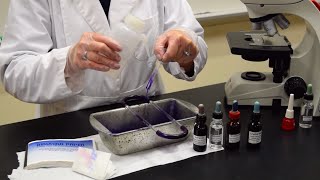 How to Perform a Gram Stain  MCCC Microbiology [upl. by Nannette]