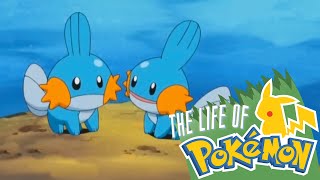 The Life of Pokemon Mudkip [upl. by Ehcrop875]