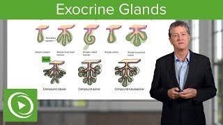 Exocrine Glands – Histology  Lecturio [upl. by Odnumde]