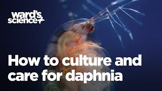 Caring and Culturing for Daphnia [upl. by Daraj]