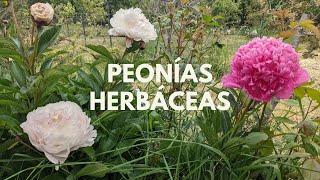 Cuidados de las peonías herbáceas  Paeonia lactiflora [upl. by Ylenaj]