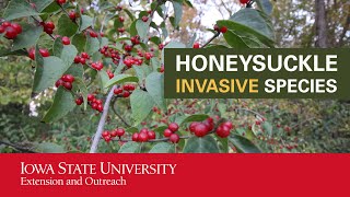 Honeysuckle Invasive Species [upl. by Darton]