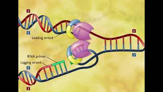 DNA Replication 3D Animation [upl. by Dry]