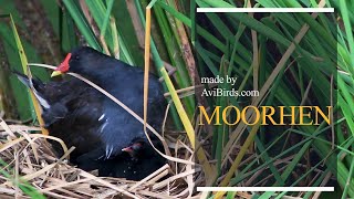 Moorhen Marsh Hens [upl. by Ayhtak]