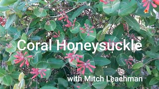 Coral Honeysuckle Vine for Your Garden [upl. by Asreht]