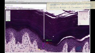 Histology Helper  Skin Histology [upl. by Neroled]