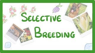 GCSE Biology  Selective Breeding 77 [upl. by Etsirk]