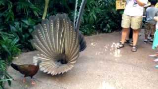 Great Argus Pheasant Mating Dance argusianus argus [upl. by Retsev778]