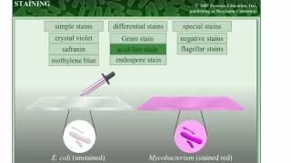 Staining in Microbiology [upl. by Yaned]