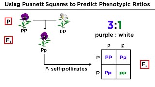 Mendelian Genetics and Punnett Squares [upl. by Tenrag]