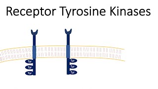 Receptor Tyrosine Kinases  RTK [upl. by Hares]