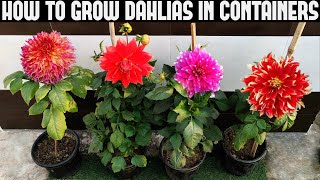 How To Grow Dahlias At Home  FULL INFORMATION [upl. by Cromwell]