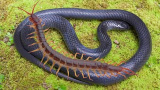 Giant Centipede kills a Snake in just 3 minutes [upl. by Eenhpad]