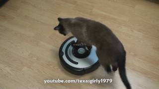 Cat shows HOW TO use iRobot Roomba Vacuum [upl. by Yessac]