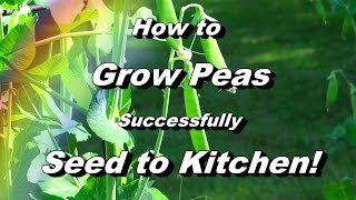 How to Grow Peas  Seed to Kitchen Pests Recipes Everything [upl. by Aivle]