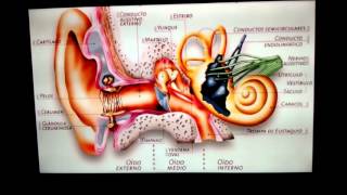 Partes del oído y sus funciones [upl. by Naitsabes]