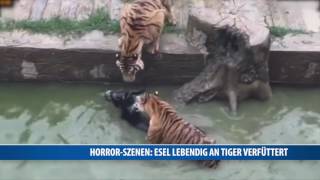 HorrorSzenen Esel lebendig an Tiger verfüttert [upl. by Kerrill]