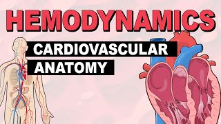 Cardiovascular System Anatomy  Hemodynamics Part 1 [upl. by Olocin238]