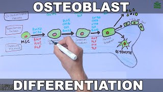 Osteoblast and its Differentiation [upl. by Ahsieka]