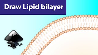 Draw Cell Membrane In Inkscape  Inkscape for Scientists  Draw Lipid Bilayer in Inkscape [upl. by Kilian]