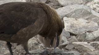 Skuas feeding their chick [upl. by Gardal]