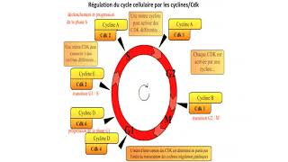 régulation cycle cellulaire [upl. by Howe563]