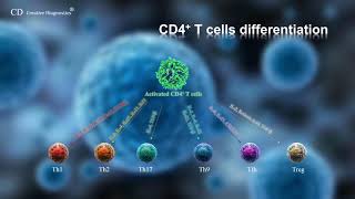 CD4 T cell differentiation [upl. by Ettennal]